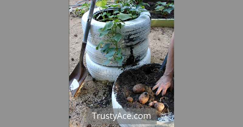 Tire Planter Ideas For How To Potato Tire Planters