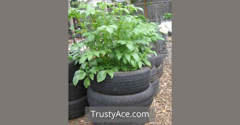 Potato Tire Planters Ideas