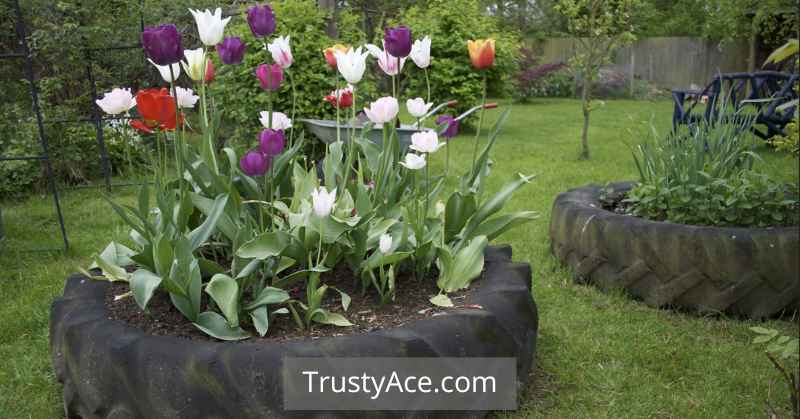 Tractor Tire Planters Ideas