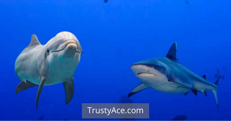 Dolphins And Sharks Outdoor Backyard Games