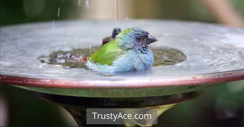 Bird Bath Ideas Best