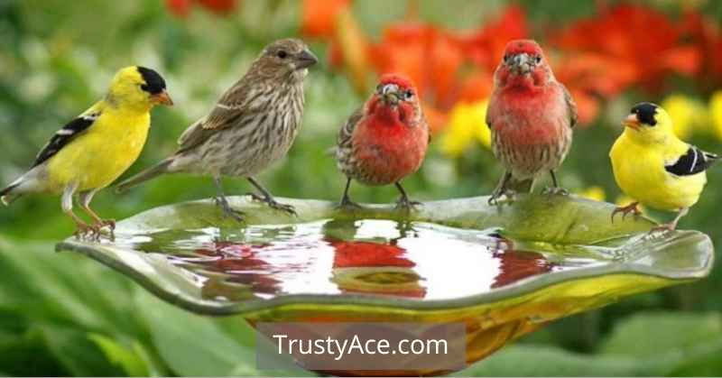 Home Made Bird Bath Ideas