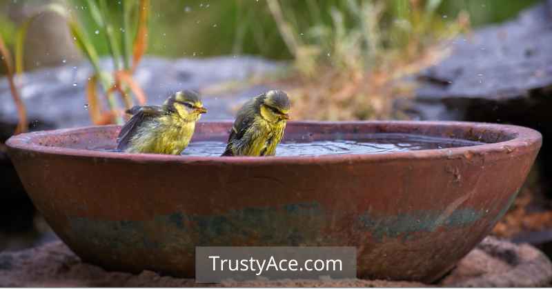 Bird Bath Ideas Home Made