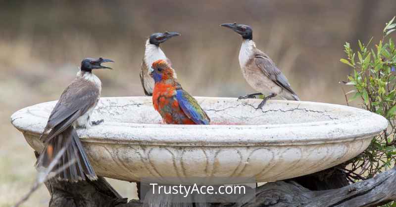 Bird Bath Ideas For Yard