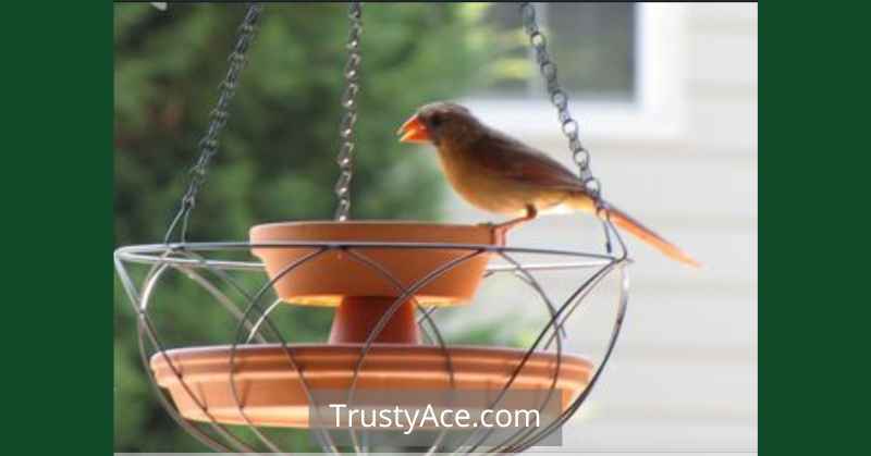 Bird Bath Ideas With Bird Feeder Combo