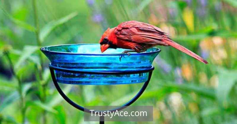 Colorful Bird Bath Ideas