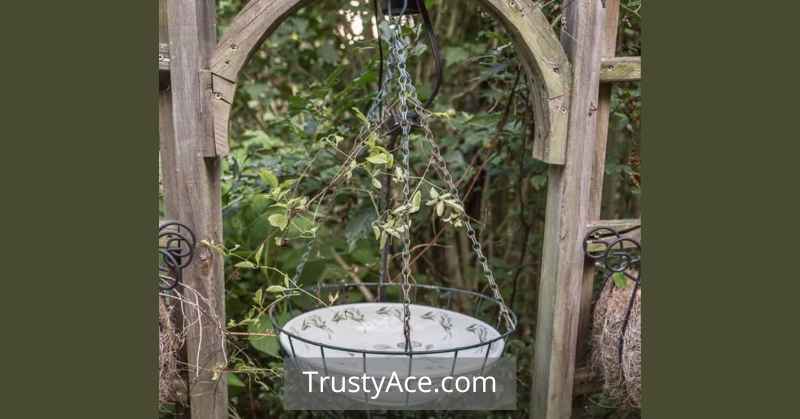 Bird Bath Ideas