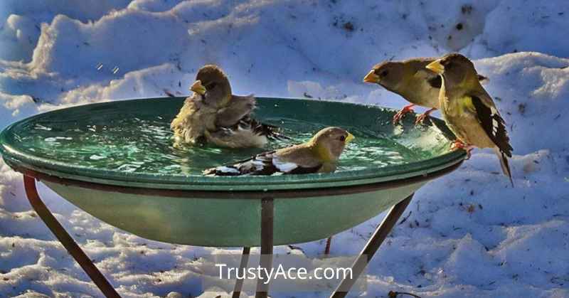 Bird Bath Ideas For Cold Weather