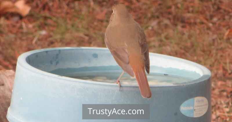 Cold Weather Bird Bath Ideas