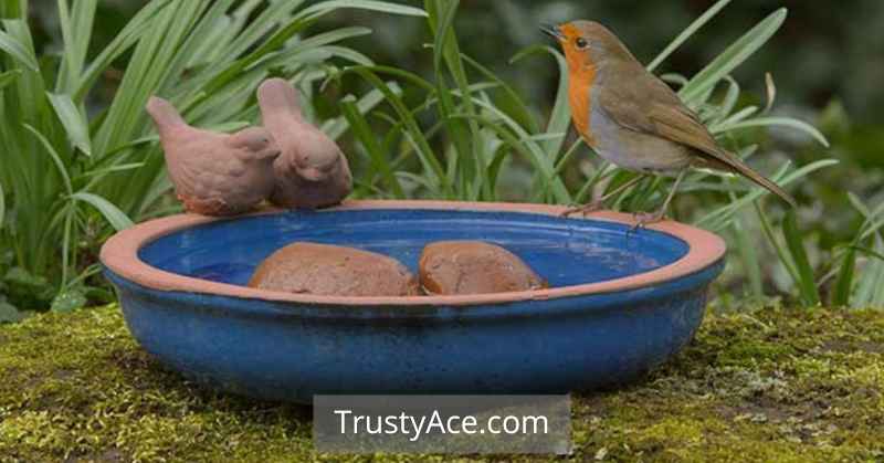 Bird Bath Ideas With Birds