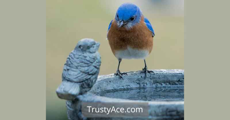 Bird Bath Ideas Featuring Birds