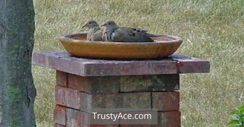 Bird Bath Ideas With Pedestal