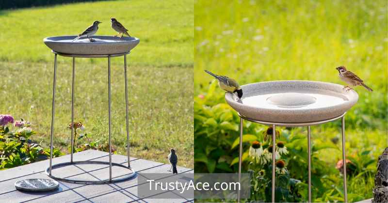 Bird Bath Ideas With Stainless Steel Stand