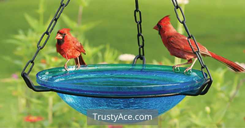 Bird Bath Ideas With Wrought Iron Hanging Chain