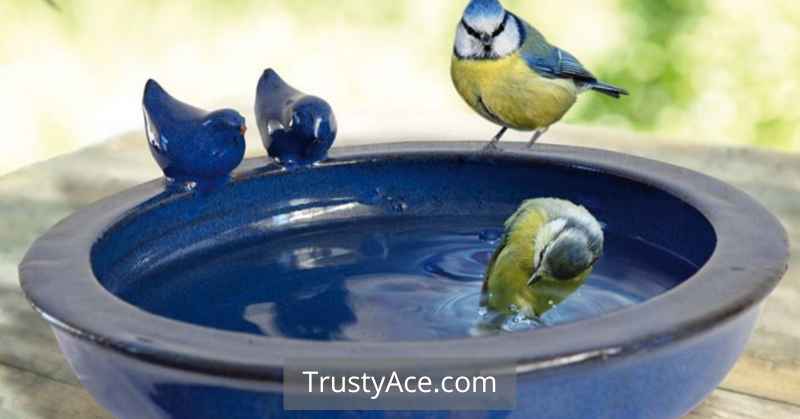 Bird Bath Ideas Glass