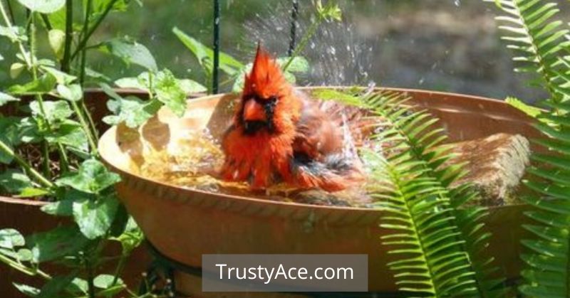 Bird Bath Ideas With Clay Pot