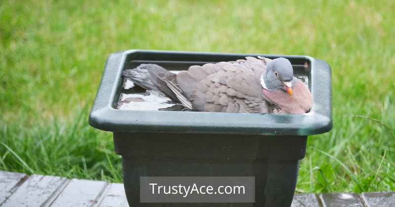 Converted Flower Pot Bird Bath Ideas