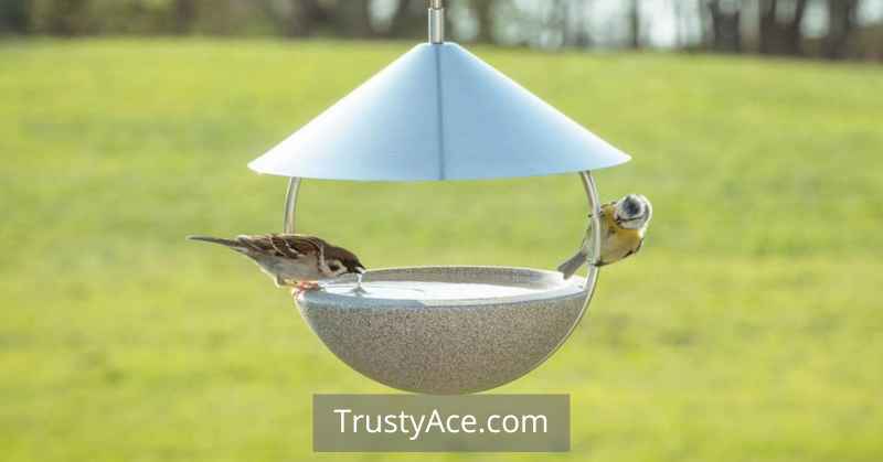 Convertible Bird Feeder Bird Bath Ideas