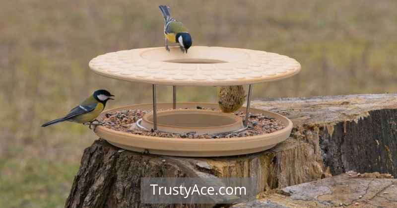 Bird Bath Ideas And Convertible Bird Feeder