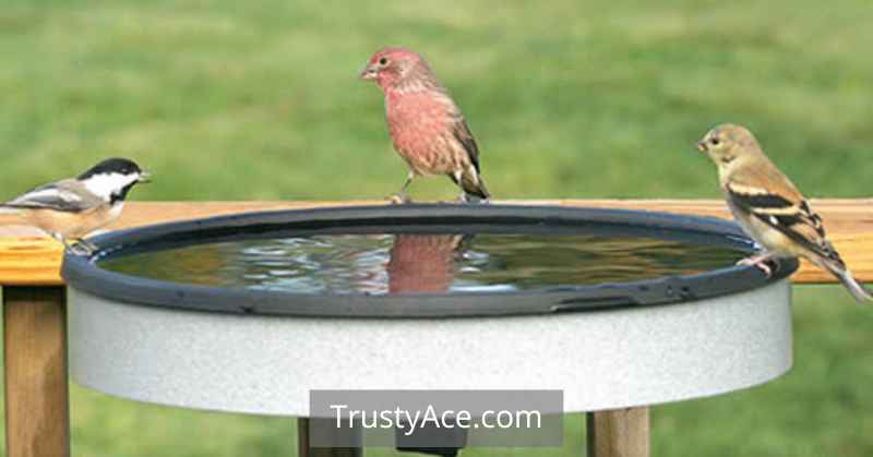 Deck Mounted Bird Bath Ideas