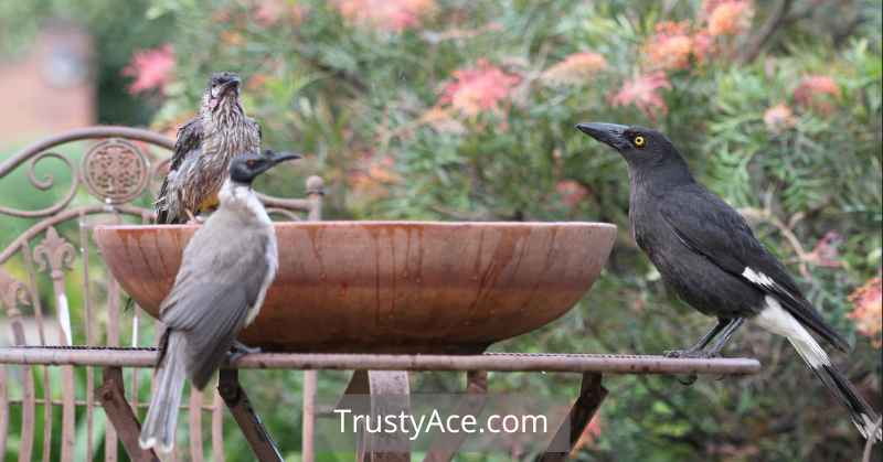 Effortless Bird Bath Ideas