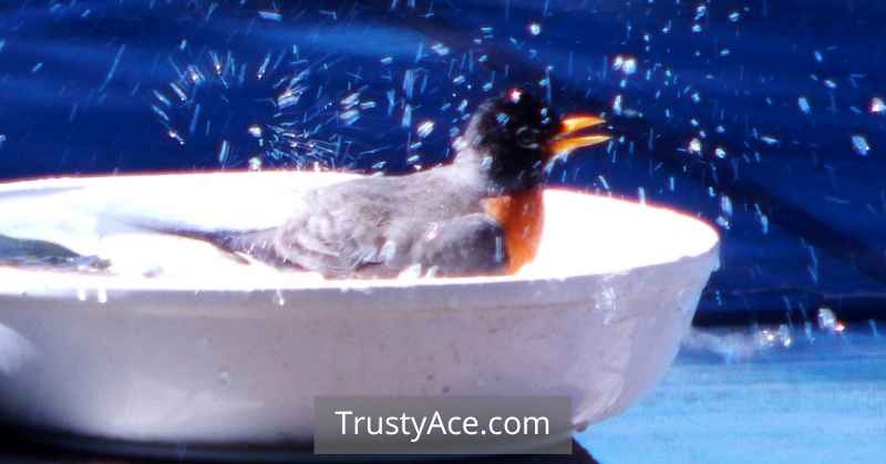 Bird Bath Ideas Effortless