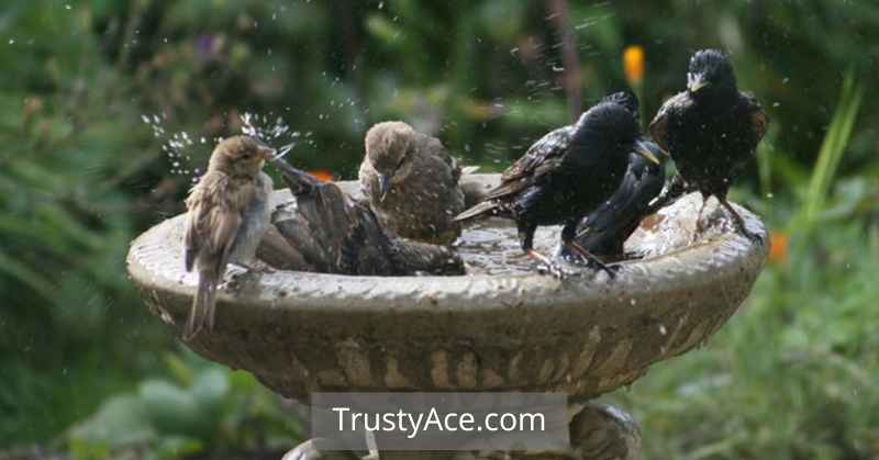 Fairy Garden Bird Bath Ideas