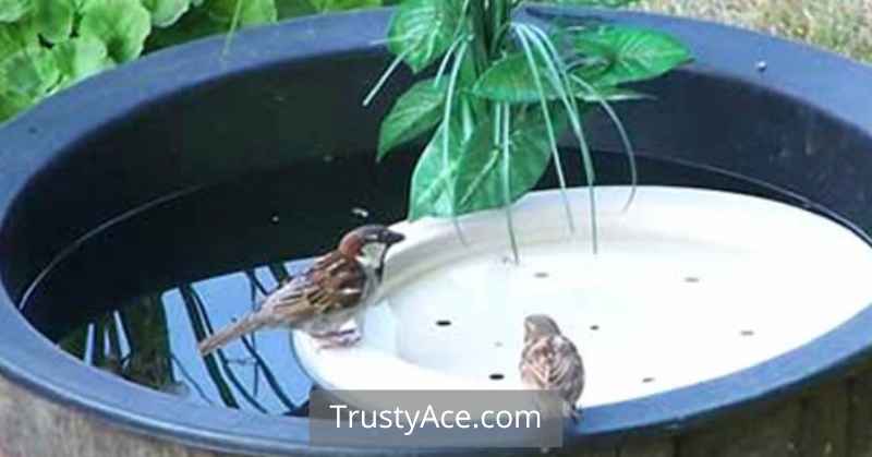 Floating Bird Bath Ideas