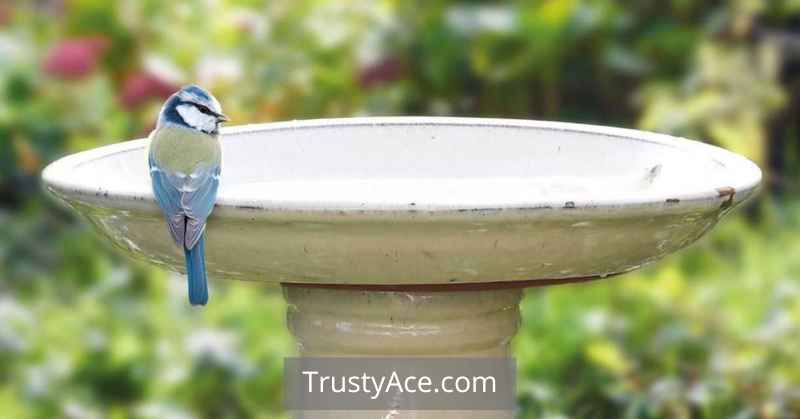 Simple Garden Bird Bath Ideas