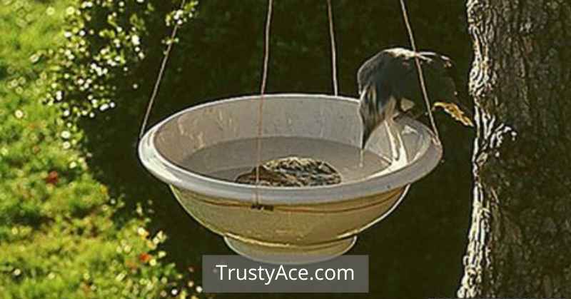 Bird Bath Ideas Hanging Bowl