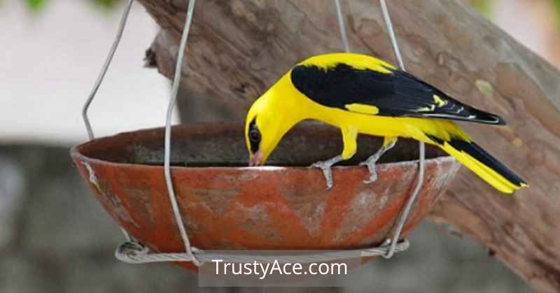 Hanging Bowl Bird Bath Ideas