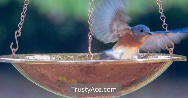 Hanging Copper Bird Bath Ideas