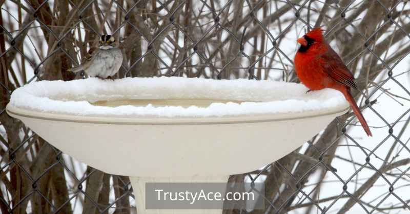 Heated Bird Bath Ideas