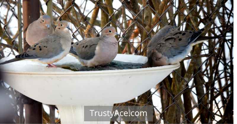 Bird Bath Ideas Heated