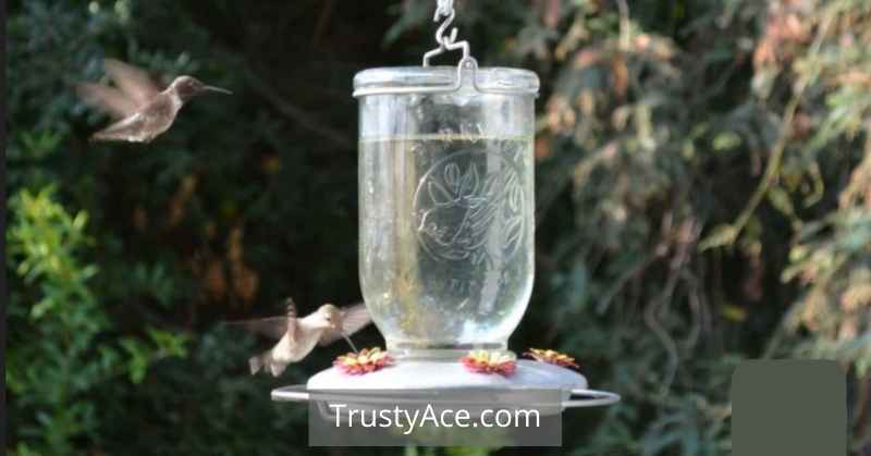 Hummingbirds Bird Bath Ideas