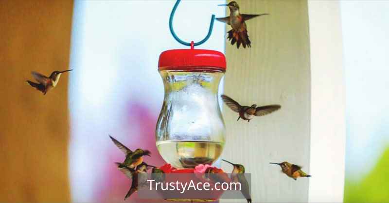 Bird Bath Ideas For Hummingbirds