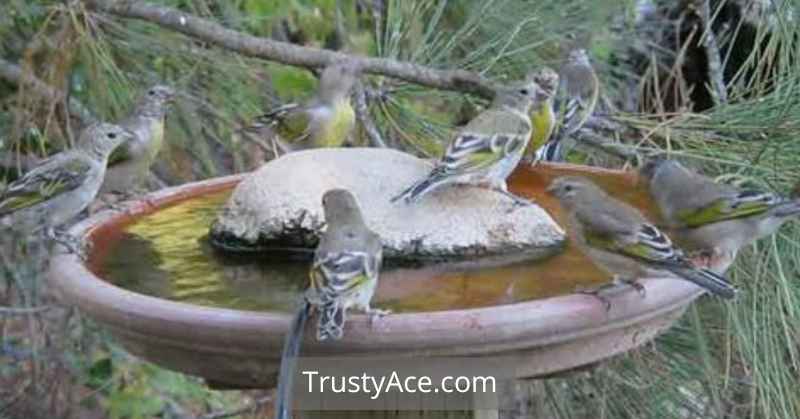 Homemade DIY Bird Bath Ideas