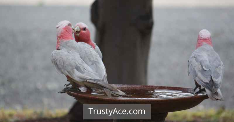 Bird Bath Ideas Shallow