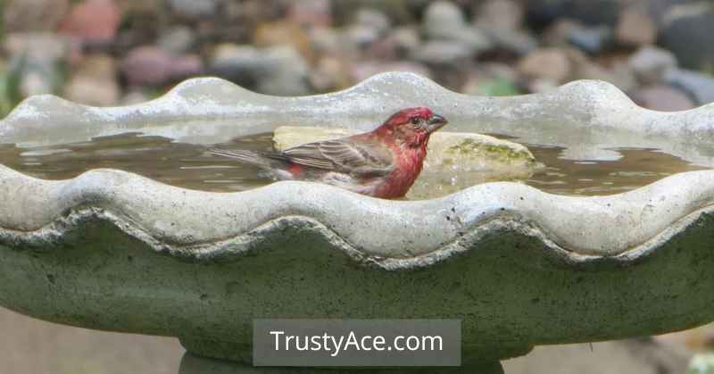 Shallow Bird Bath Ideas