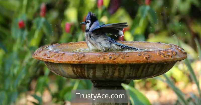 Victorian Bird Bath Ideas