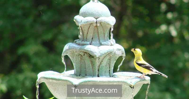 Water Fountain Bird Bath Ideas