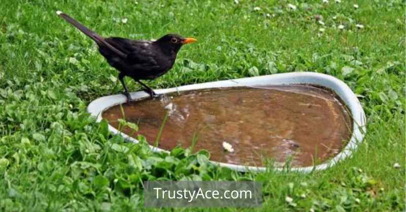 In-Ground Bird Bath Ideas