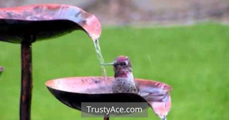 Bird Bath Ideas With Moving Water