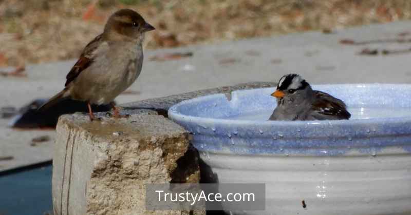 Bird Bath Ideas Quick