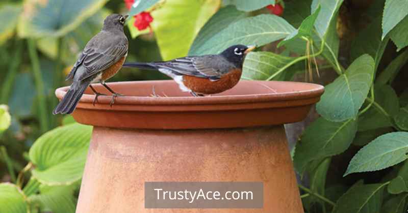 Bird Bath Ideas With Recycled Materials