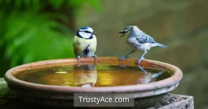 Shallow Bird Bath Ideas