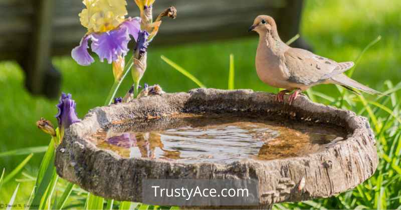 Bird Bath Ideas Shallow