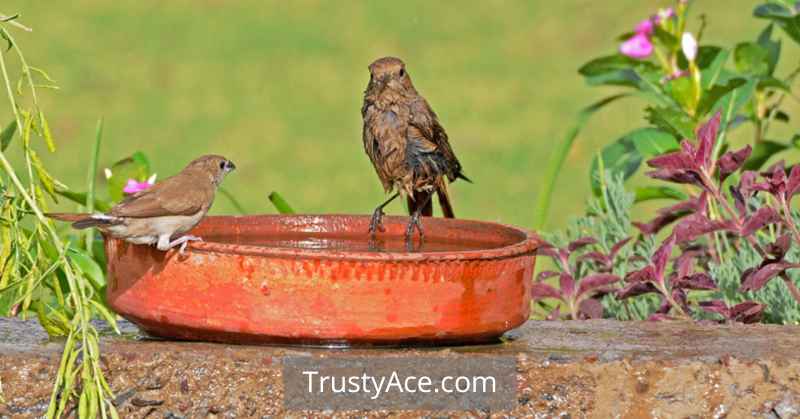 Bird Bath Ideas Small For Backyard