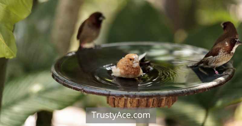 Small Bird Bath Ideas For Backyard