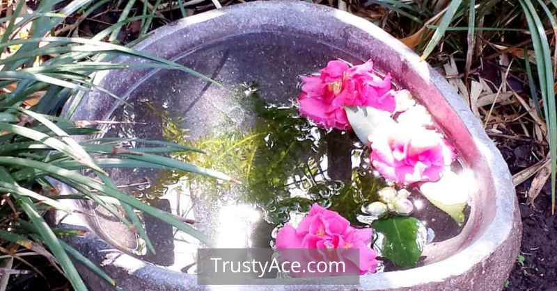 Bird Bath Ideas For Yard